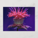 Search for raspberry postcards Plant