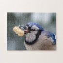 Search for blue jays puzzles Winter