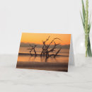 Search for driftwood cards Ocean