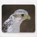 Search for falconry electronics Bird of prey