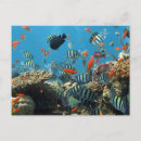 Search for snorkeller postcards Coral reef