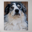 Search for mixed breeds posters Mixed breed dog