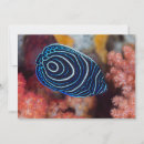 Search for angelfish cards Coral
