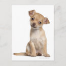 Search for chihuahua puppies postcards Small