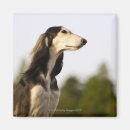 Search for saluki gifts Animal
