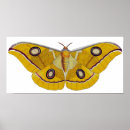Search for vintage moth posters Butterfly