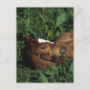 Search for thoroughbred postcards Bob langrish