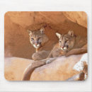 Search for cougar mouse mats Cats