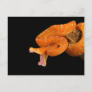 Search for pythons postcards Wildlife