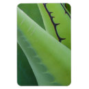Search for agave magnets Green