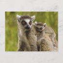 Search for ring tailed postcards Primate