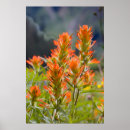 Search for paintbrush photography Beautiful