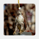 Search for red tail hawk christmas tree decorations Animal