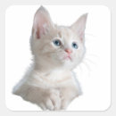 Search for cat eye stickers Blue eyes