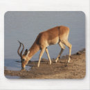 Search for impala mouse mats Antelope