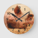 Search for piglet clocks Pigs