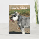 Search for schnauzer dog cards Pets