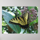 Search for milkweed butterfly posters Nature