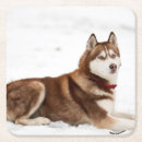 Search for alaskan barware Husky