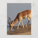 Search for impala postcards Antelope