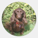 Search for long haired dachshund stickers Zwergteckel