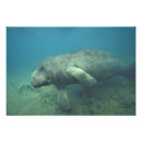Search for endangered animals art Ocean