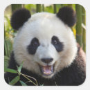 Search for smiling panda stickers Bear