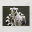 Search for ring tailed postcards Nature