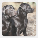 Search for black lab dog stickers Animals