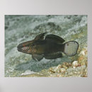 Search for goby Coral