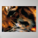 Search for wildlife posters Cat