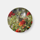 Search for monarch butterfly magnets Red