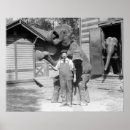 Search for elephant photos posters Vintage