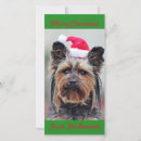 Search for cute yorkie cards Yorkies