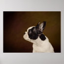 Search for frenchie posters Cute