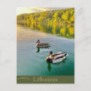 Search for mallard vertical postcards Water