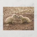 Search for marmot postcards Nature