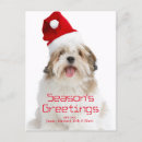 Search for lhasa apso cards Looking at camera