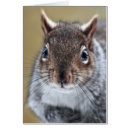 Search for squirrel picture cards Rodents