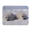 Search for down magnets Marine life