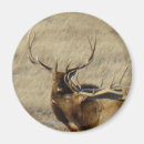 Search for elk magnets Hunting