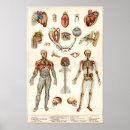 Search for human body posters Medicine