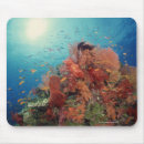 Search for coral reef mouse mats Sealife