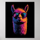 Search for funny llama posters Drama