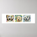 Search for wheaten terrier art Wheatens