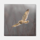Search for owl ears magnets Wildlife
