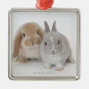 Search for rabbit christmas tree decorations Animal