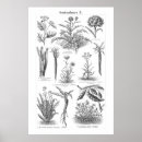 Search for vintage vegetable posters Artichoke