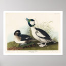 Search for little duck posters Bird