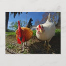 Search for wide angle postcards Animal